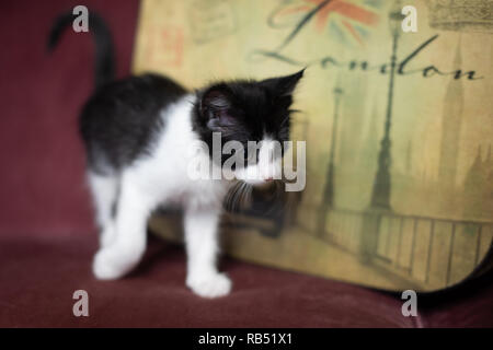 Gattini che giocano Foto Stock