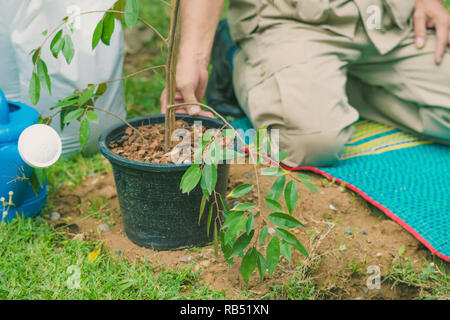 Preparare i volontari a piantare alberi per un memoriale. Foto Stock