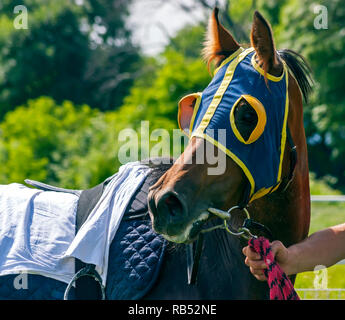 Ritratto di un bel cavallo marrone dopo una corsa di cavalli. Foto Stock