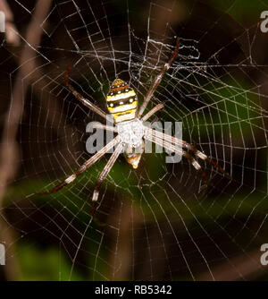 Croce di Sant' Andrea Spider (Argiope Keyserlingi) con la preda avvolto, Queensland, QLD, Australia Foto Stock