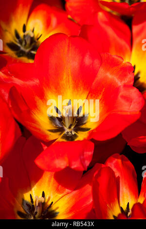 Tulipani rossi dettagli sul tempo di primavera Foto Stock