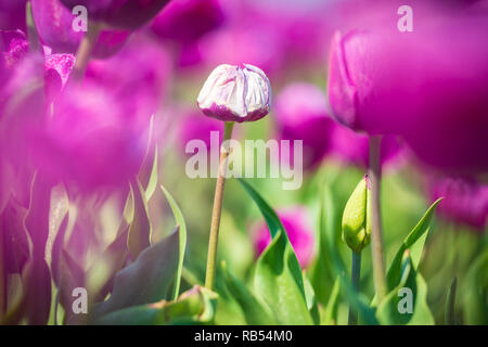 Singola bianco tulipani olandesi che cresce in un imporpori fiore letto durante la primavera, Olanda Foto Stock