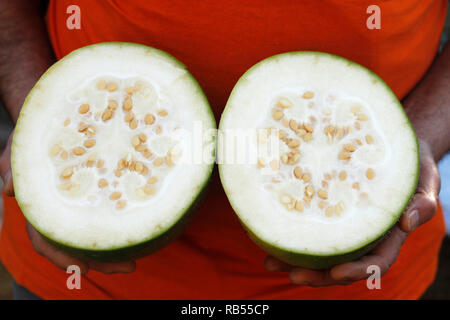 Wintermelon cinese. Benincasa hispida. Foto Stock