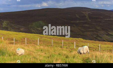 Due pecore al pascolo nei Cairngorms in Scozia, Regno Unito. Foto Stock