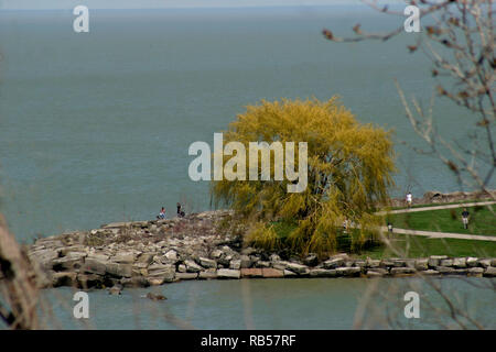 Willow Tree nel parco Edgewater a Cleveland, Ohio, Stati Uniti Foto Stock