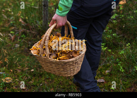 Raccolta a mano un cestello di legno riempita con inverno finferli dopo un buon raccolto in una foresta. Foto Stock