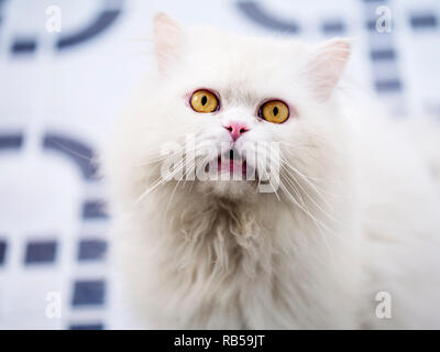 Adorabili lanuginoso bianco gatto persiano con gli occhi gialli Foto Stock