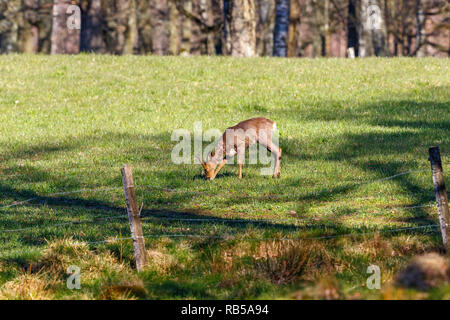 Capriolo in un prato in primavera Foto Stock