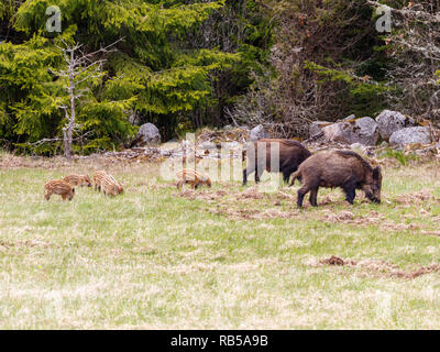 Cinghiale con i giovani suinetti su un prato a margine della foresta Foto Stock