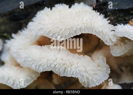 Phlebia tremellosa (ex Merulius tremellosus), comunemente noto come tremore Merulius o jelly rot Foto Stock