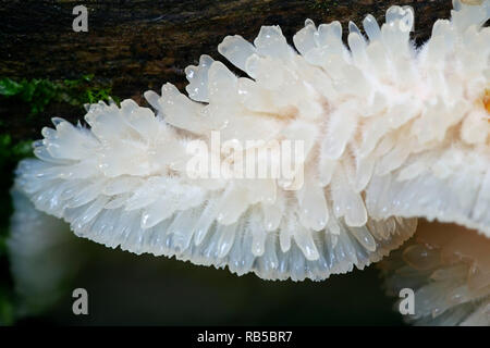 Phlebia tremellosa (ex Merulius tremellosus), comunemente noto come tremore Merulius o jelly rot Foto Stock
