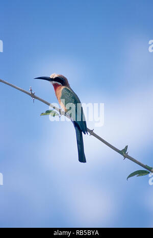 Whitefronted Gruccione (Merops bullockoides), Riserva Selous, Morogoro, Tanzania Africa Foto Stock