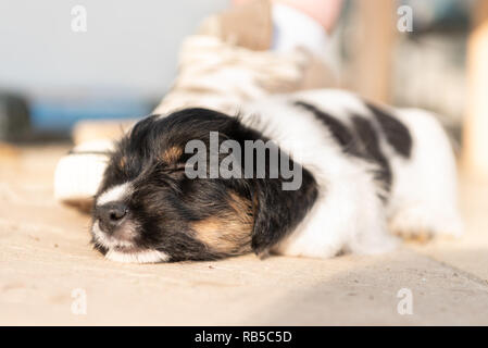 Neonato adorabile cucciolo di cane 7,5 settimane vecchio dorme accanto a una scarpa Foto Stock