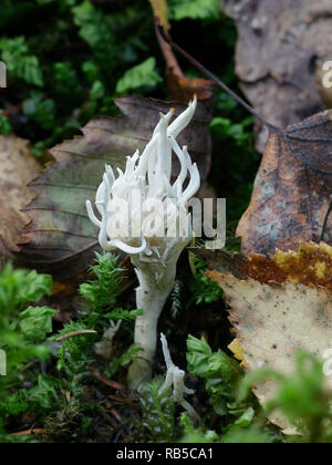 Bianco corallo crestato fungo, Clavulina coralloides Foto Stock