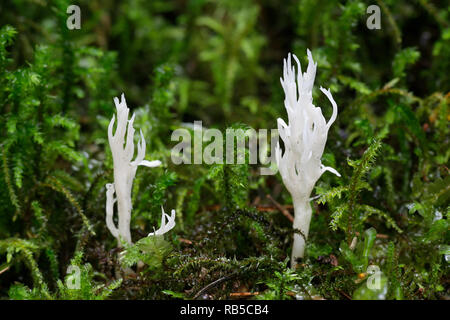 Bianco corallo crestato fungo, Clavulina coralloides Foto Stock