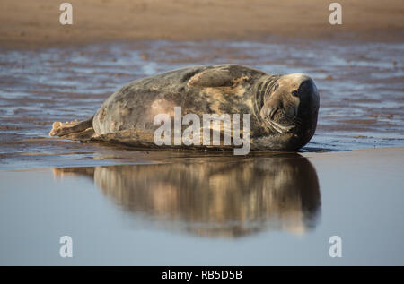 Guarnizione grigia su Donna Nook beach in Lincolnshire, Regno Unito. Foto Stock