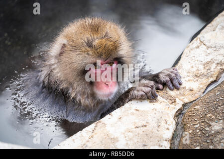 Macachi giapponesi godendo di una primavera calda nel Jigokudani Monkey Park vicino a Nagano, Giappone Foto Stock