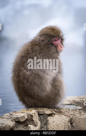 Macachi giapponesi godendo di una primavera calda nel Jigokudani Monkey Park vicino a Nagano, Giappone Foto Stock