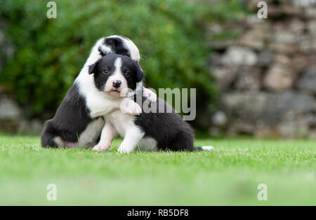 Border Collie cuccioli che abbraccia ogni altro. North Yorkshire, Regno Unito. Foto Stock