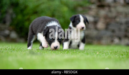 Border Collie sheepdog cuccioli giocando su un prato a circa 4 settimane di età. North Yorkshire, Regno Unito. Foto Stock