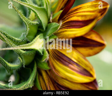 Fiori e Piante - Blumen, Pflanzen Foto Stock