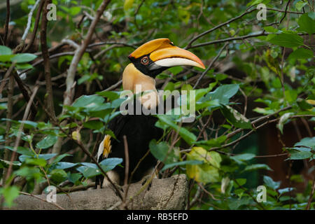 Grande hornbill indiano (Buceros simum), a.k.a. grande hornbill, grande pied hornbill, lo Zoo di Taipei a.k.a. Muzha lo zoo della città di Taipei, Taiwan Foto Stock