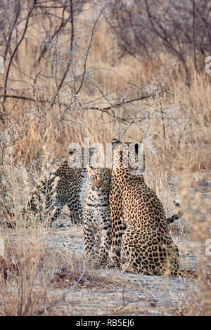 Leopard Mom con i cuccioli a Parco Nazionale Etosha Foto Stock