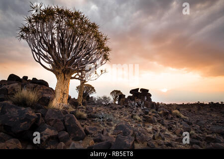 Faretra albero al tramonto Foto Stock