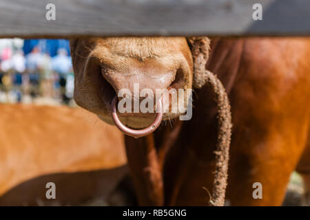 Bull del naso con anello attraverso le ringhiere a spettacolo agricolo Foto Stock