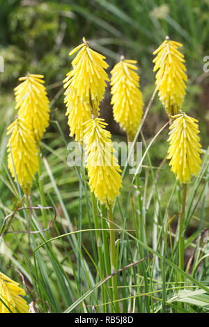 Giallo fiore di Kniphofia picchi. Foto Stock