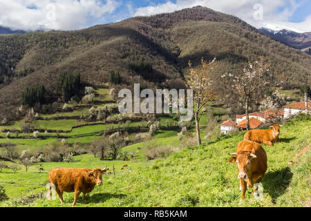 Paesaggio con mucche marrone nel Parco Nazionale Picos de Europa in Spagna Foto Stock