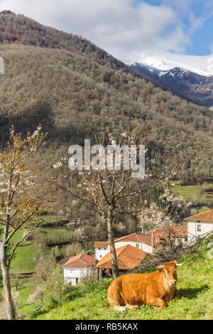 Mucca sotto un albero nel Parco Nazionale Picos de Europa in Spagna Foto Stock