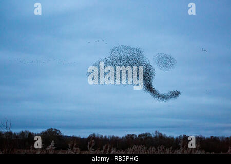 Un Starling murmuration a Kemerton laghi del Worcestershire - Gloucestershire county border, Inghilterra Foto Stock