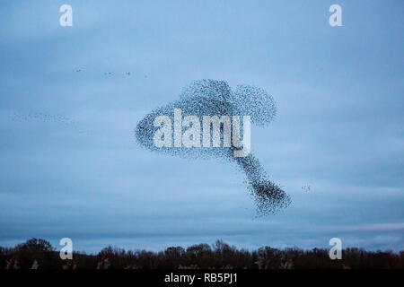 Un Starling murmuration a Kemerton laghi del Worcestershire - Gloucestershire county border, Inghilterra Foto Stock