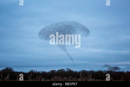 Un Starling murmuration a Kemerton laghi del Worcestershire - Gloucestershire county border, Inghilterra Foto Stock