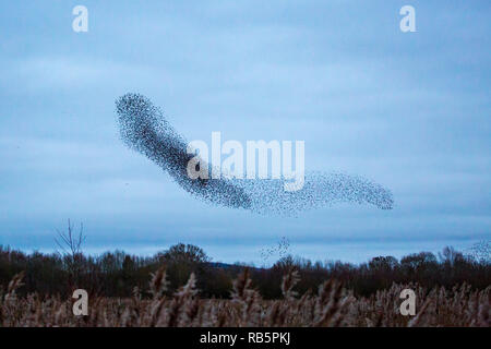 Un Starling murmuration a Kemerton laghi del Worcestershire - Gloucestershire county border, Inghilterra Foto Stock