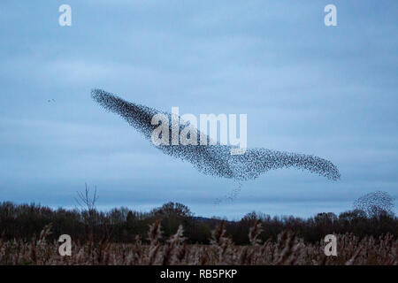 Un Starling murmuration a Kemerton laghi del Worcestershire - Gloucestershire county border, Inghilterra Foto Stock