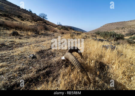 Una testa di un muflone armena sull'isola Kaboodan, il primo più grande isola del lago di Urmia Foto Stock