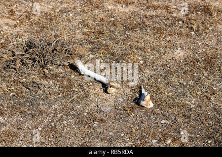 L'animale le ossa sull'isola Kaboudan, il primo più grande isola del lago di Urmia Foto Stock