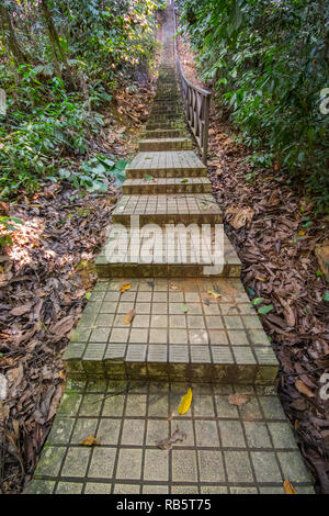 Percorso a piedi in Taman Eko Rimba presso la Torre KL, Bukit Nanas, Kuala Lumpur, Malesia Foto Stock