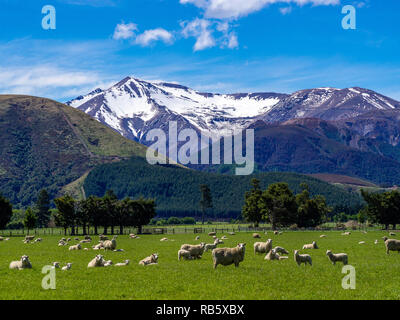 Le pecore in pascoli presso l'isola del sud della Nuova Zelanda nella parte anteriore delle montagne Foto Stock