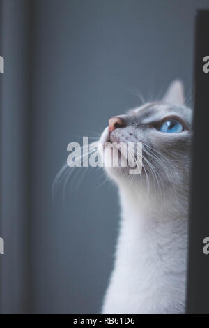 Gatto cercando fino a una finestra Foto Stock