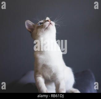 Bellissimo gatto siamese gatto cercando su ritratto Foto Stock