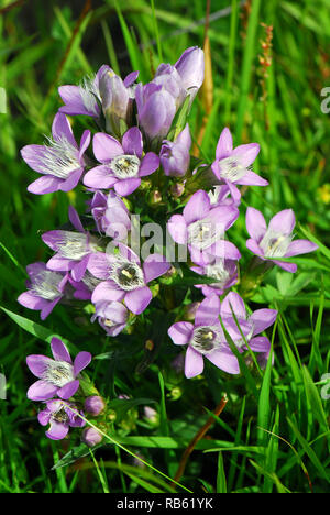 Chiltern gentian, Deutsche Fransenenzian, Deutscher Kranzenzian, Wettstein-tárnicska, Gentiana germanica, Alpi, Austria, Europa Foto Stock