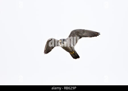 Falco pellegrino (Falco peregrinus), allevamento nella casella di nesting su ABN-AMRO edificio nel quartiere degli affari Zuidas, Amsterdam, Paesi Bassi. Foto Stock