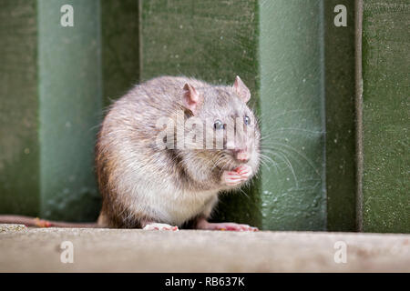 I Paesi Bassi, Amsterdam, Marrone di ratto (Rattus norvegicus). Foto Stock