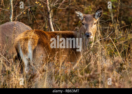 Big Red stag su Chasewater Regno Unito Foto Stock