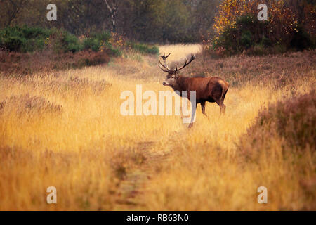 Big Red stag su Chasewater Regno Unito Foto Stock