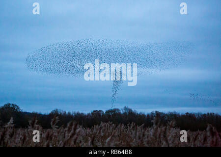 Un Starling murmuration a Kemerton laghi del Worcestershire - Gloucestershire county border, Inghilterra Foto Stock