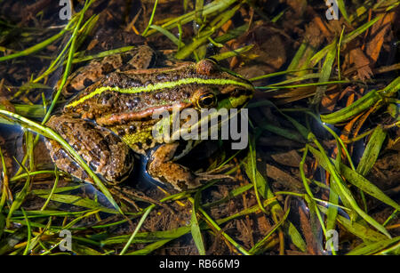 Rana marrone rilassante nel fiume sul giorno di estate. Frog è un anfibio con breve corpo tozzo, umido la pelle liscia e molto lunghe zampe posteriori. Rana nel fiume in summ Foto Stock